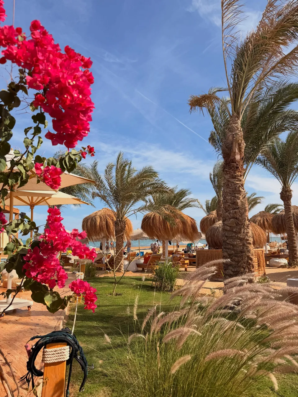 Zelená zahradní relax zóna s palmami a bugenvileou u Kitepower El Gouna
